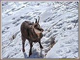 CHAMOIS